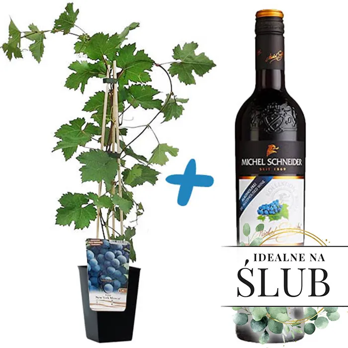 Poczta Kwiatowa® - Vines with non-alcoholic wine