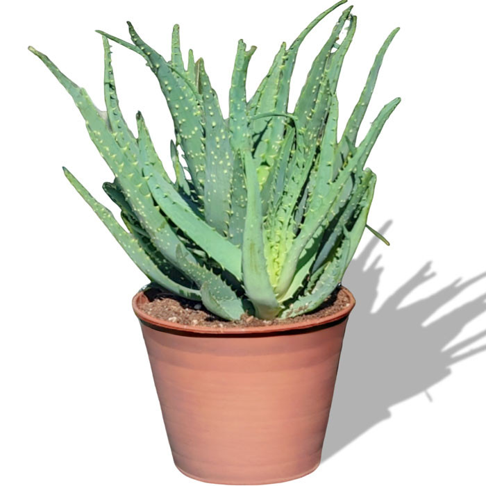Aloes w doniczce