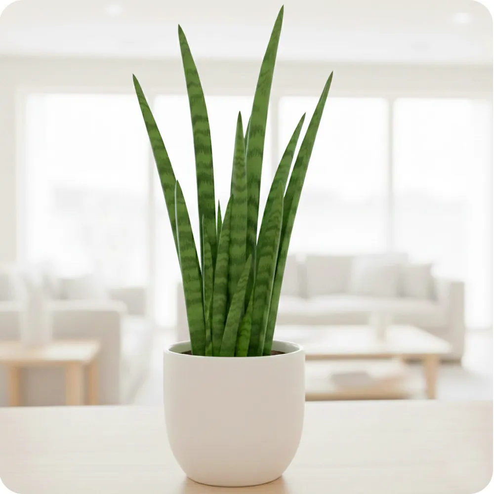 Sanseveria cylindrica w osłonce - Poczta Kwiatowa® Rośliny doniczkowe z dostawą