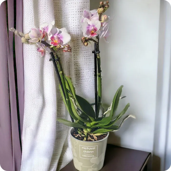 Storczyk dwupędowy mini w osłonce - Poczta Kwiatowa® Rośliny doniczkowe z dostawą