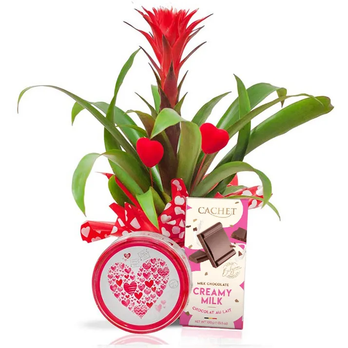 Love Guzmania with treats - Poczta Kwiatowa® Potted Plants with delivery