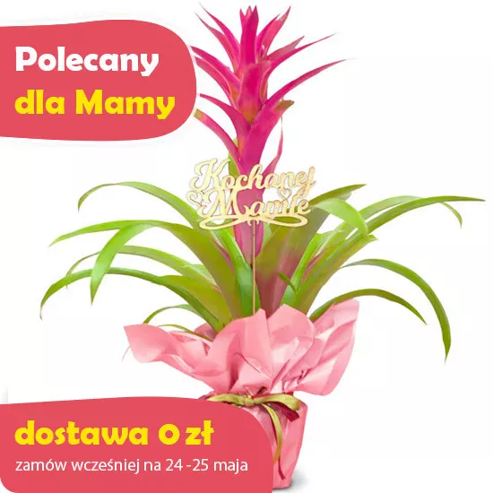 Guzmania for Mother's Day - Poczta Kwiatowa® Potted Plants with Delivery