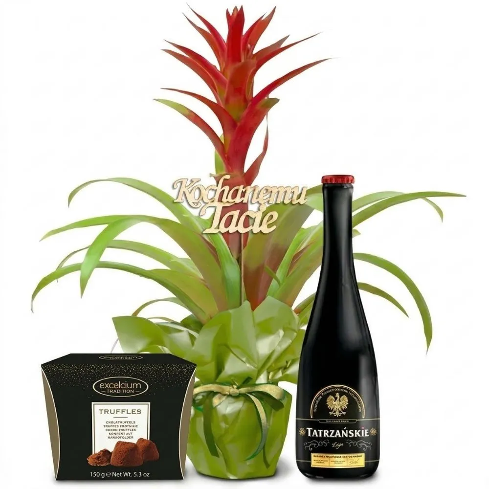 Guzmania na Dzień Ojca