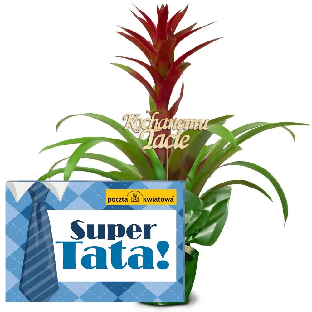 Guzmania, bombonierka super tata, Poczta Kwiatowa,