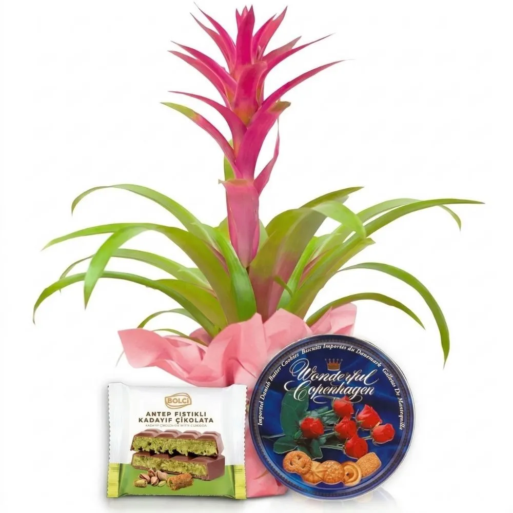 Guzmania na Dzień Kobiet z dodatkiem czekolady dubajskiej i ciastek