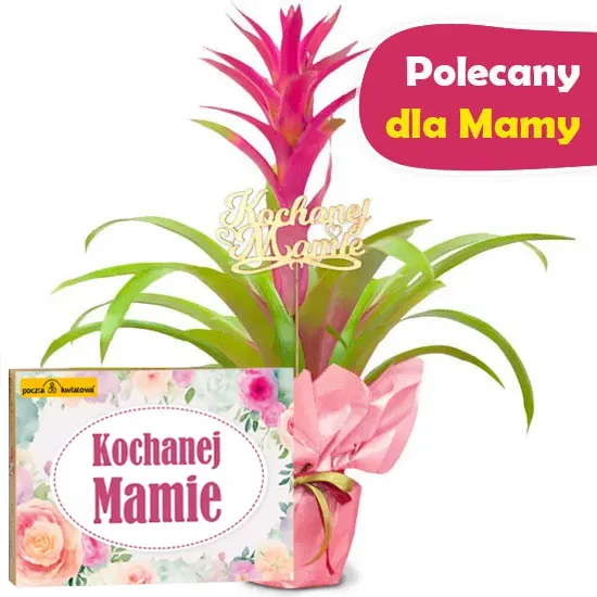Mother's Day Guzmania with a box of chocolates | Poczta Kwiatowa