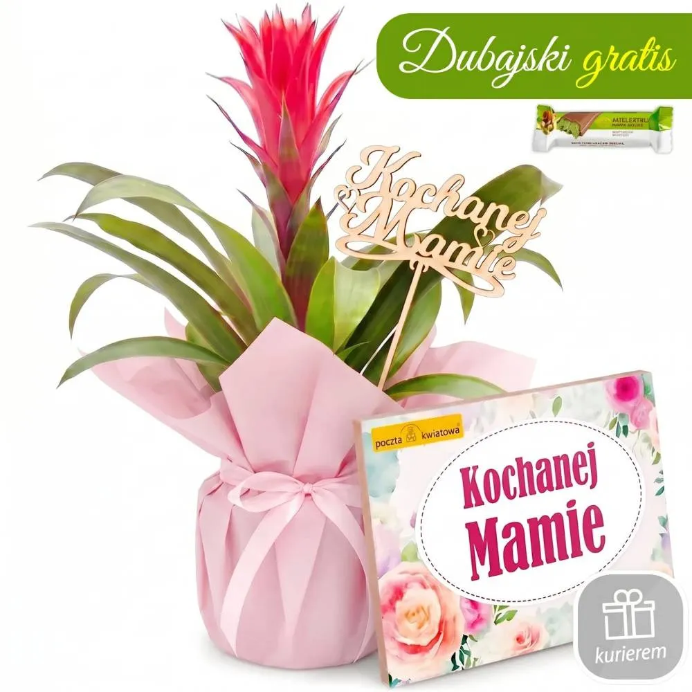 Mother's Day Guzmania with a box of chocolates | Poczta Kwiatowa