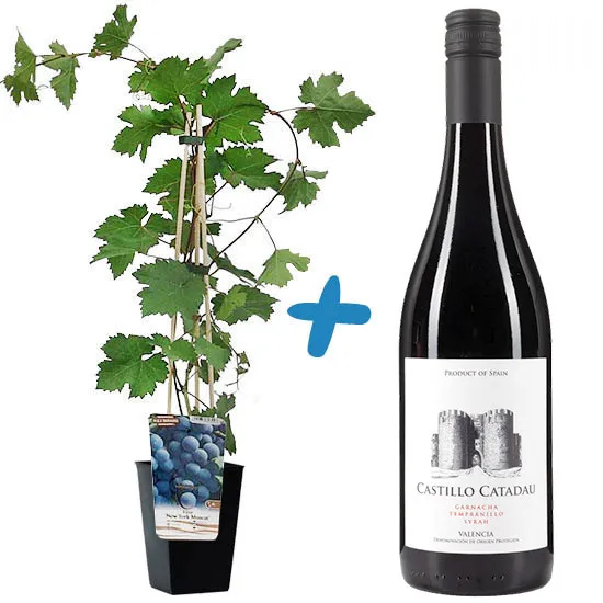 Vine with Castillo wine | Poczta Kwiatowa®