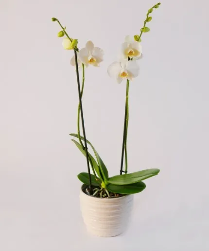 Podwójny storczyk w białej doniczce