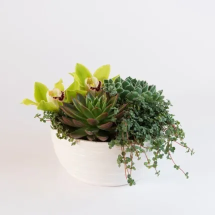 Sukulenty i orchidea