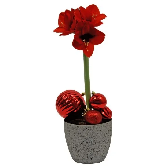 Amaryllis 