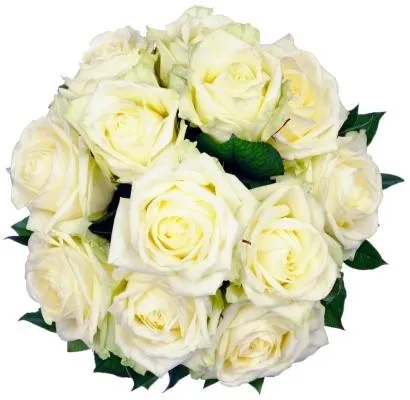 12 white Roses