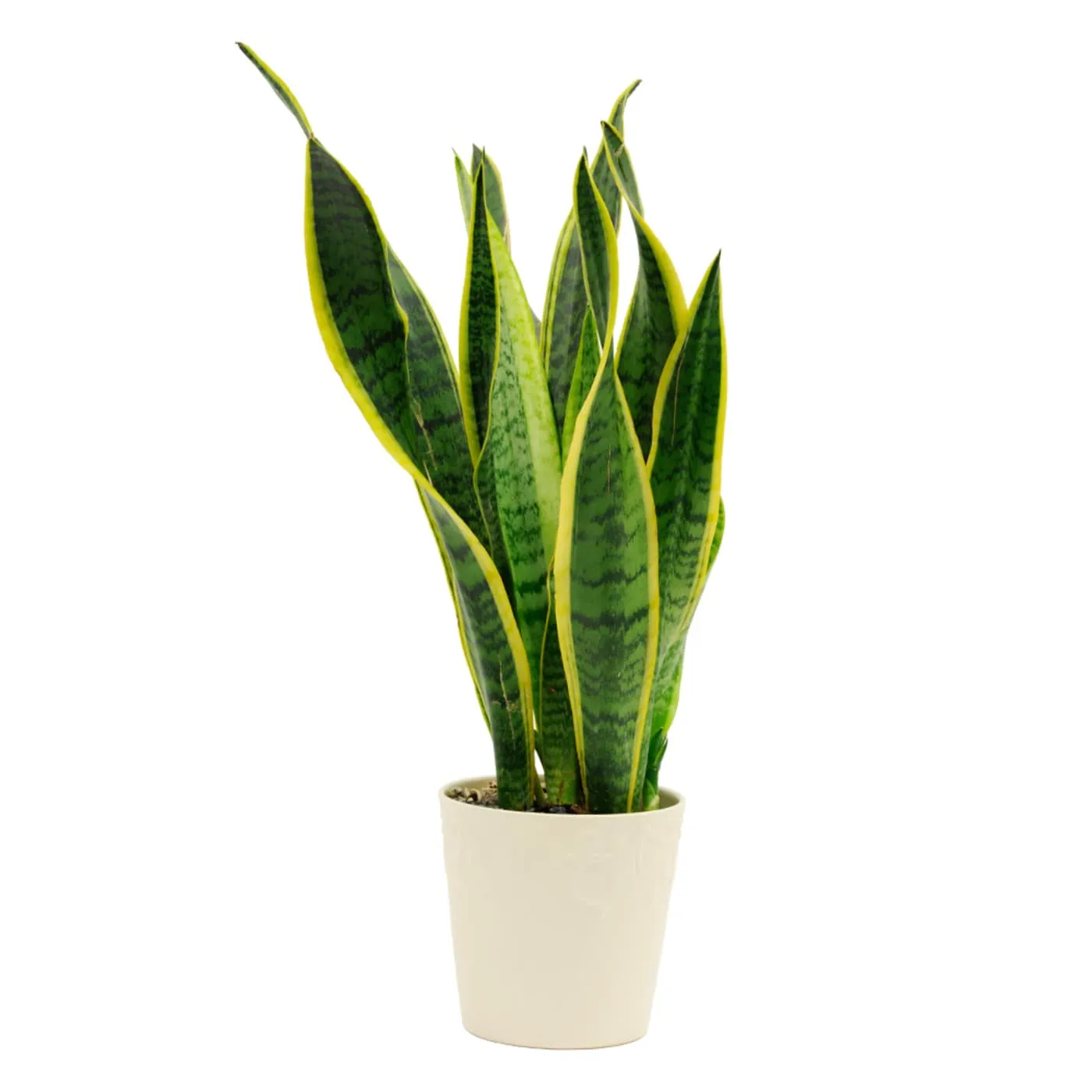 Sansevieria