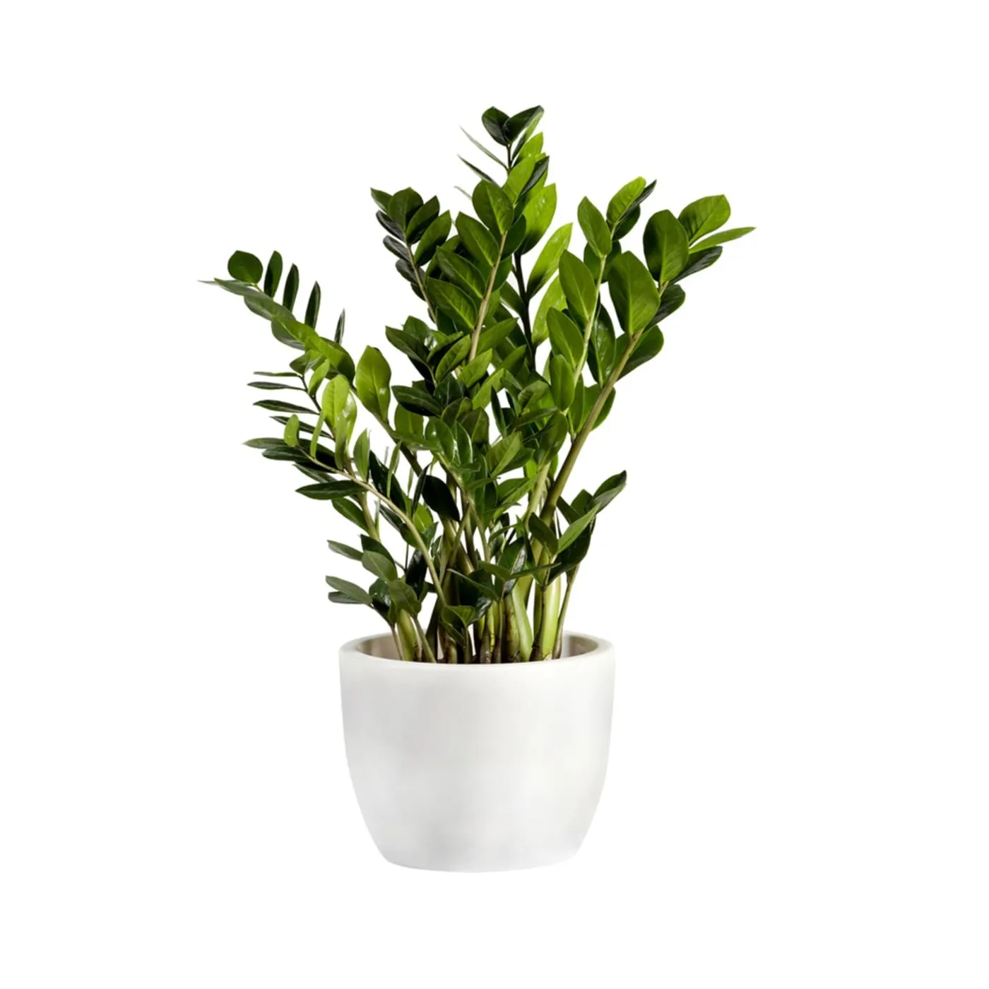 Zamioculcas