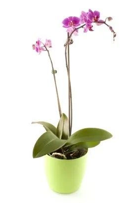 Orchidee (www.fleurop.at)