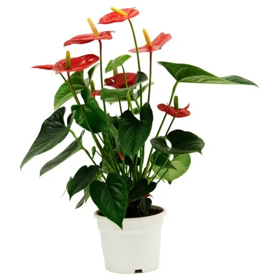 Anthurium