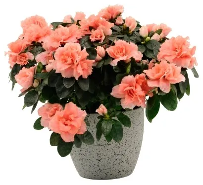 PINK Azalea in ceramic pot (preferred grey/dark colour)