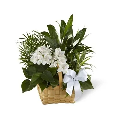 Peace and Serenity Dishgarden