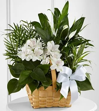 C23-4454 Peace & Serenity Dishgarden