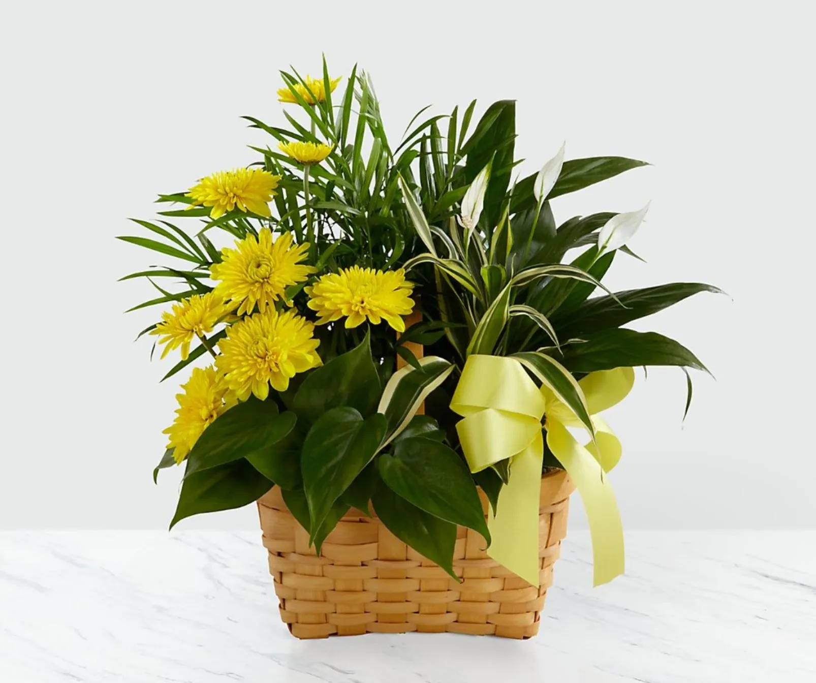 Loving Light™ Dishgarden