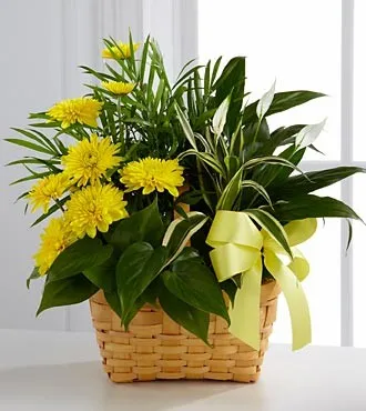 C27-4527 Loving Light Dishgarden