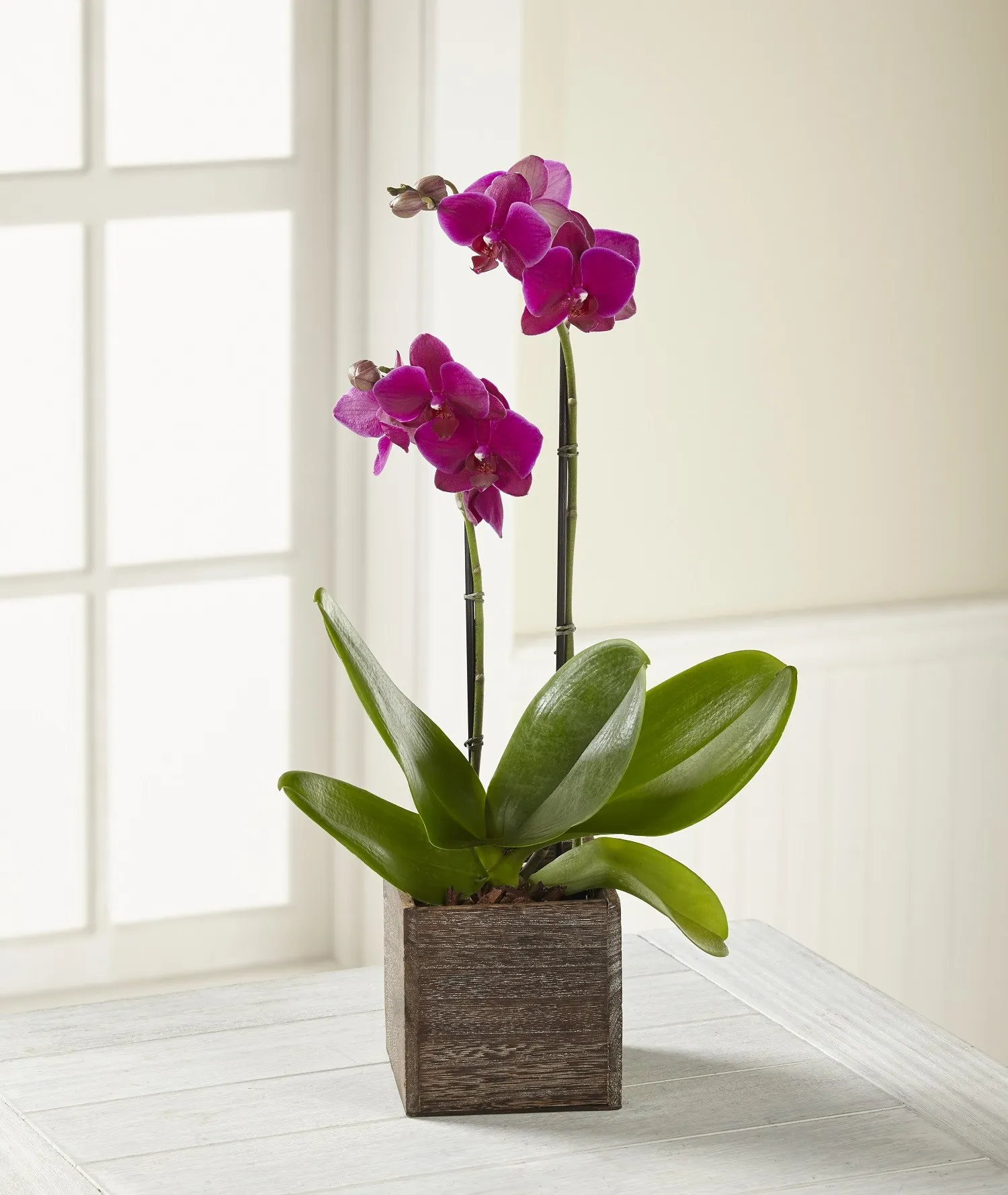 Fuchsia Phalaenopsis Orchid