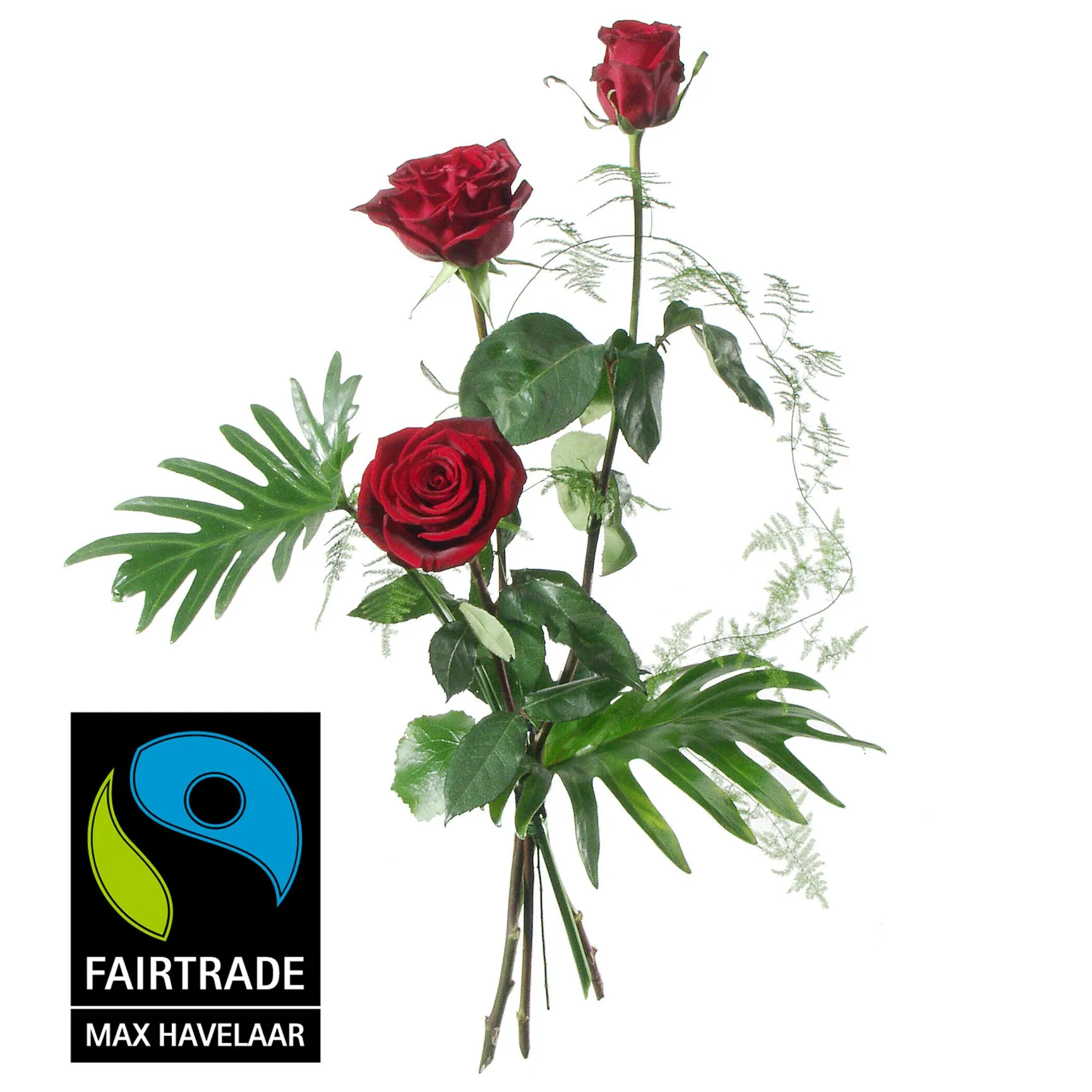 3 rote Fairtrade Max Havelaar-Rosen, mittellang mit Grün