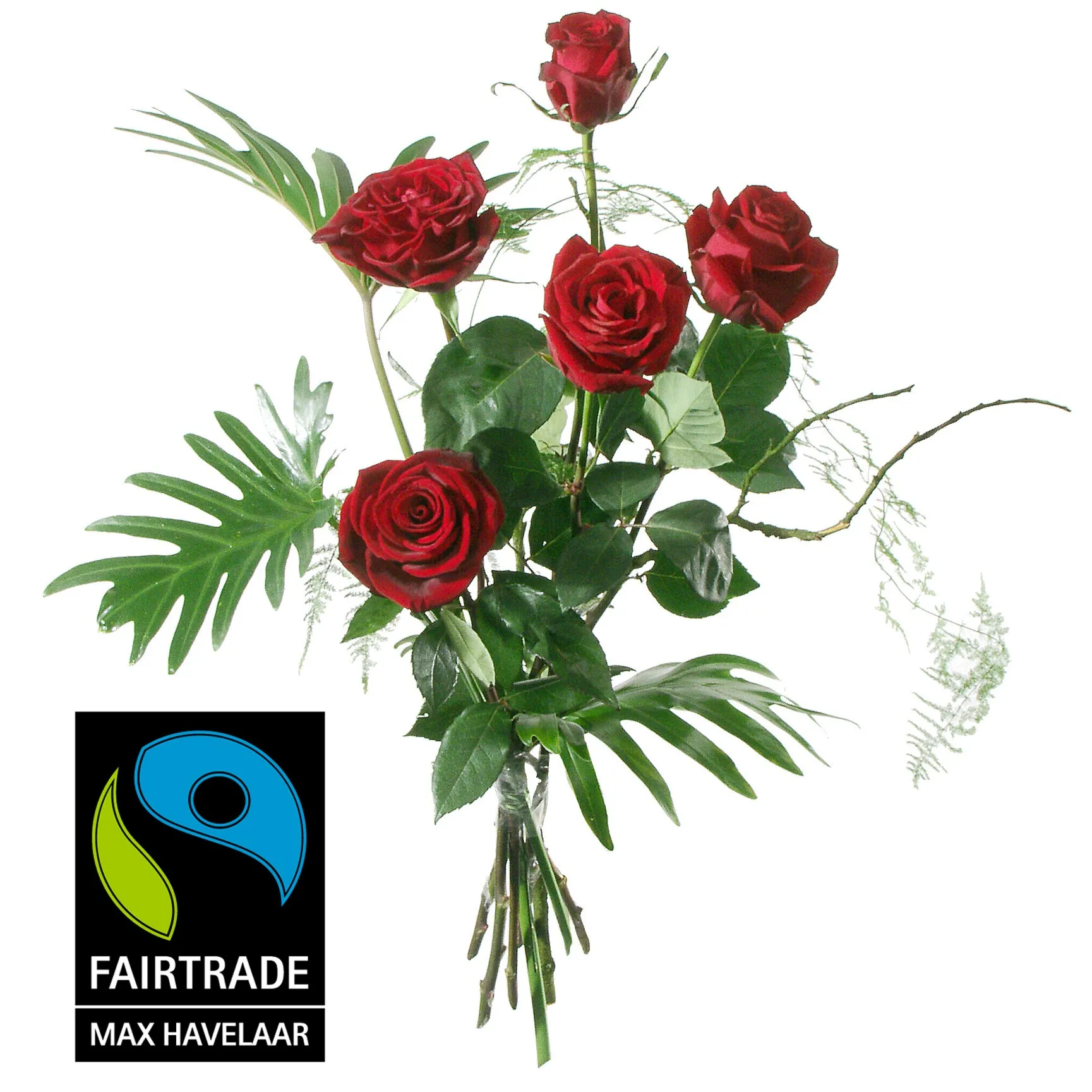 5 rote Fairtrade Max Havelaar-Rosen, mittellang mit Grün