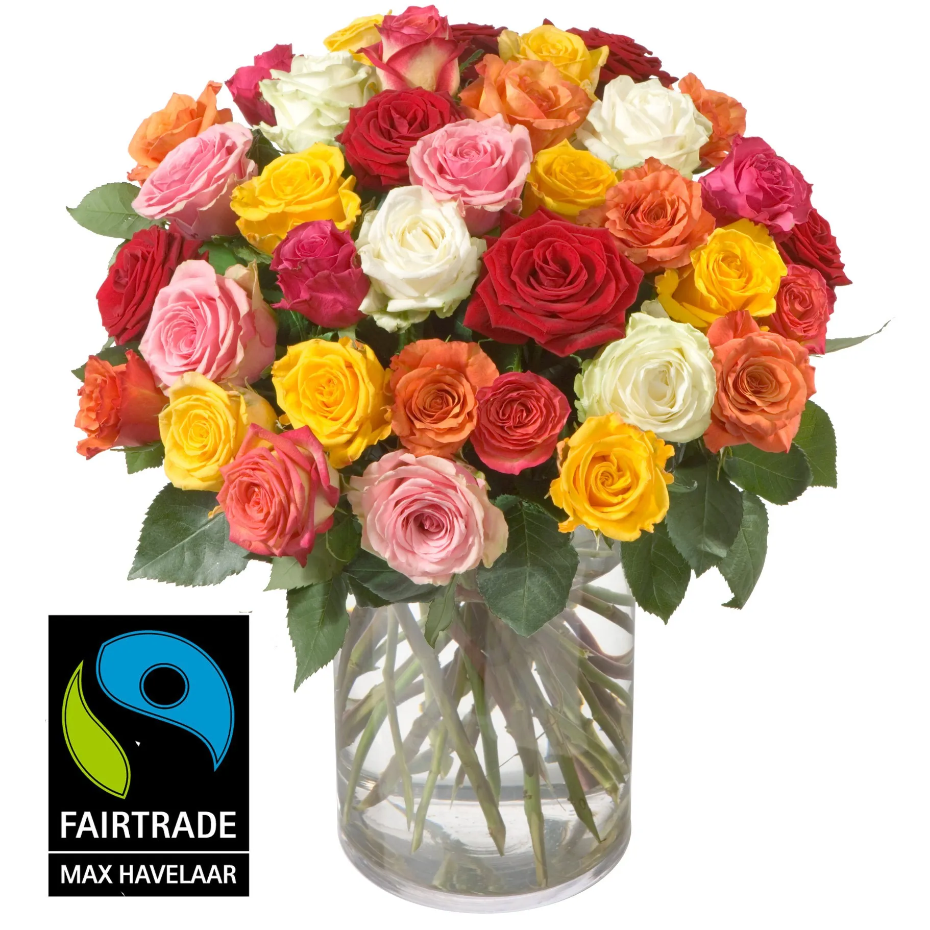 36 gemischte Fairtrade-Rosen Max Havelaar
