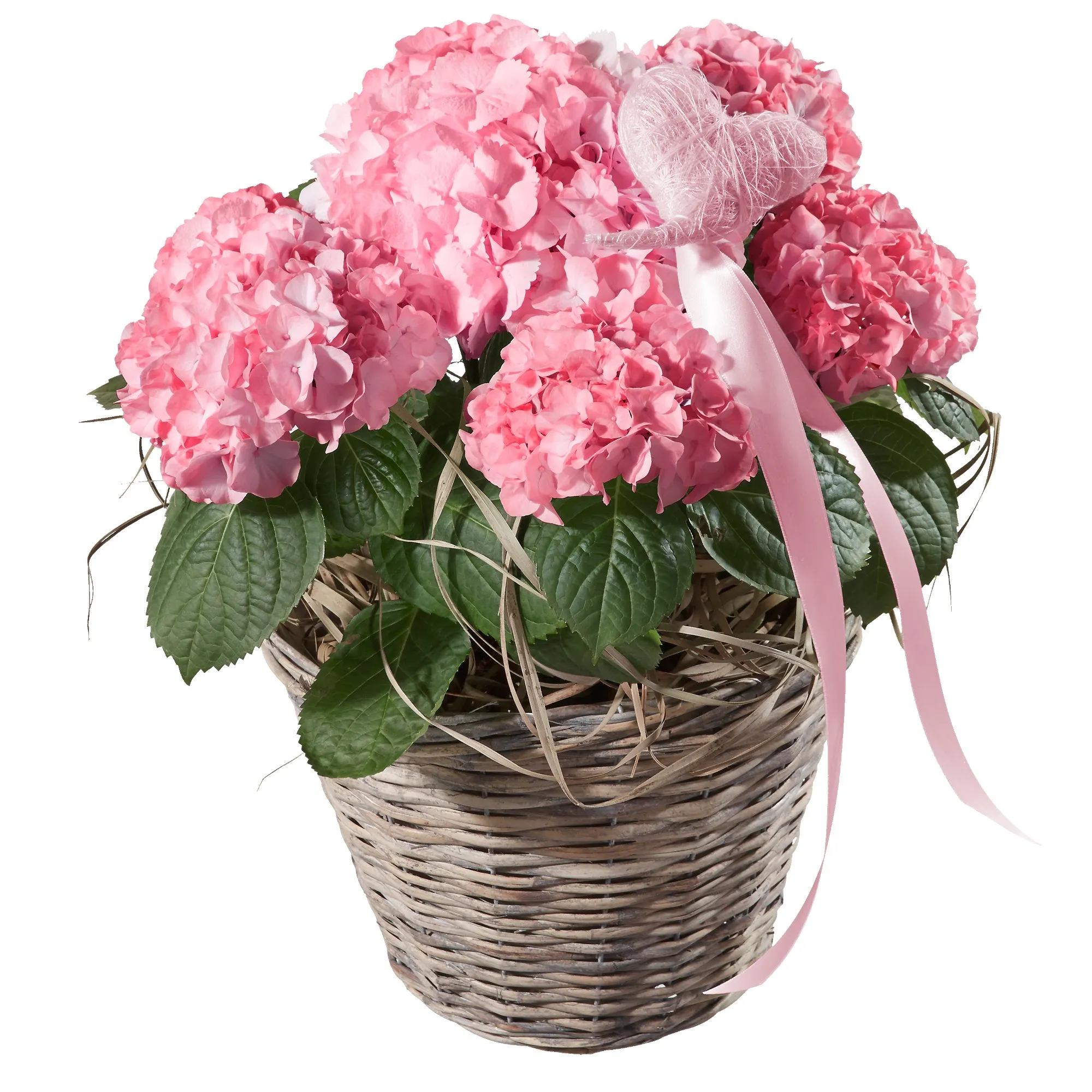 Hortensie (rosa) mit Herz