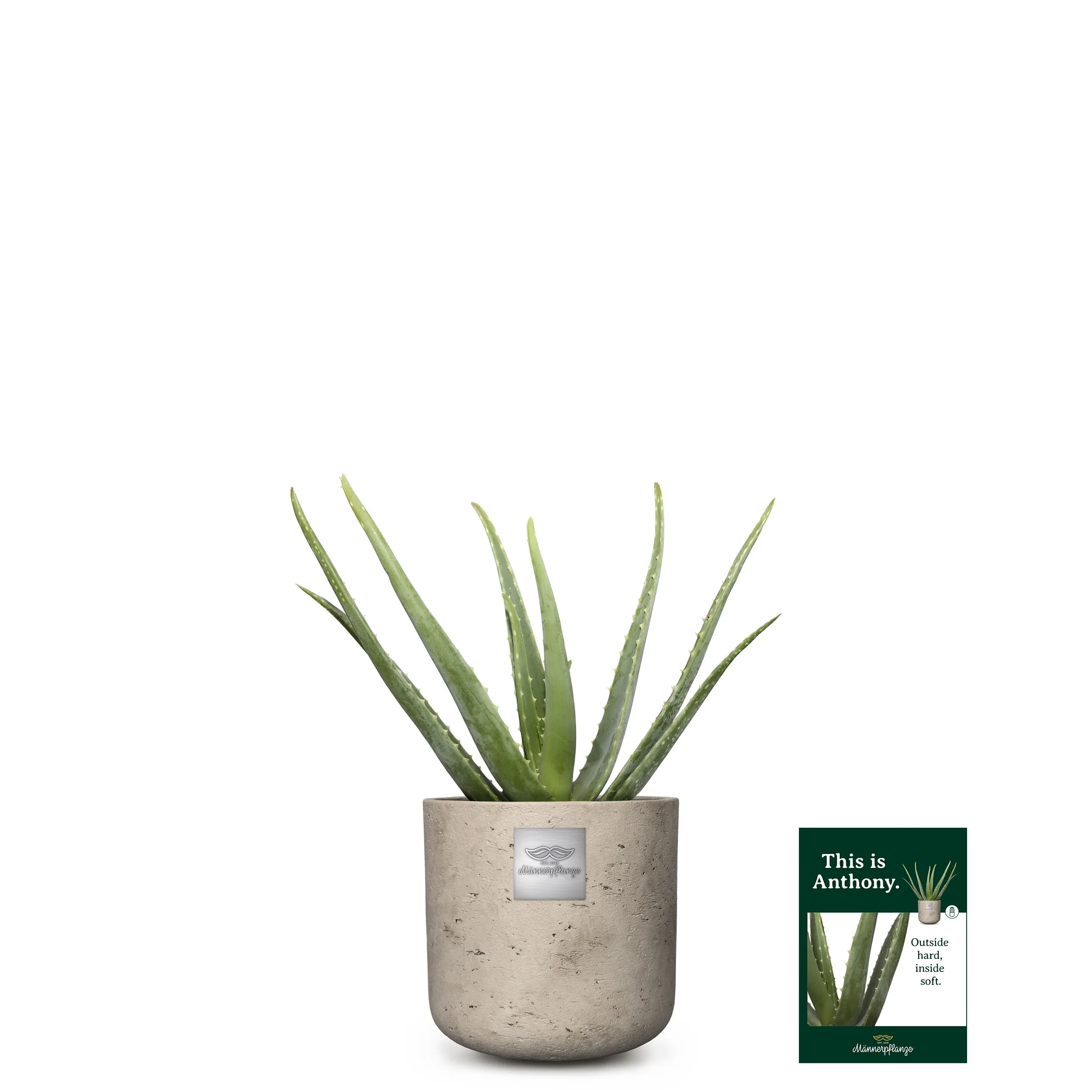 This is Anthony (Aloe vera)