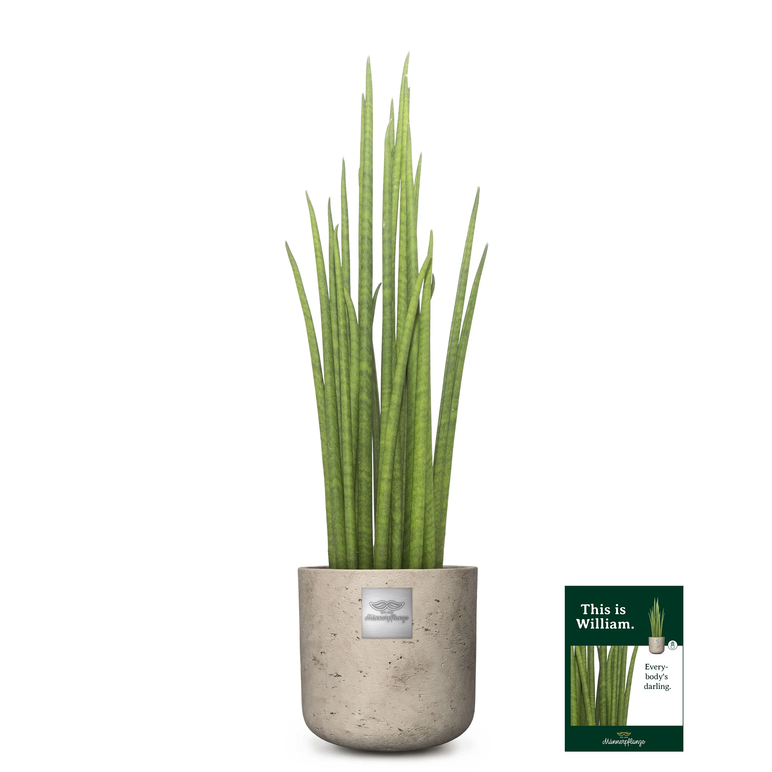 This is William (Sansevieria Mikado)