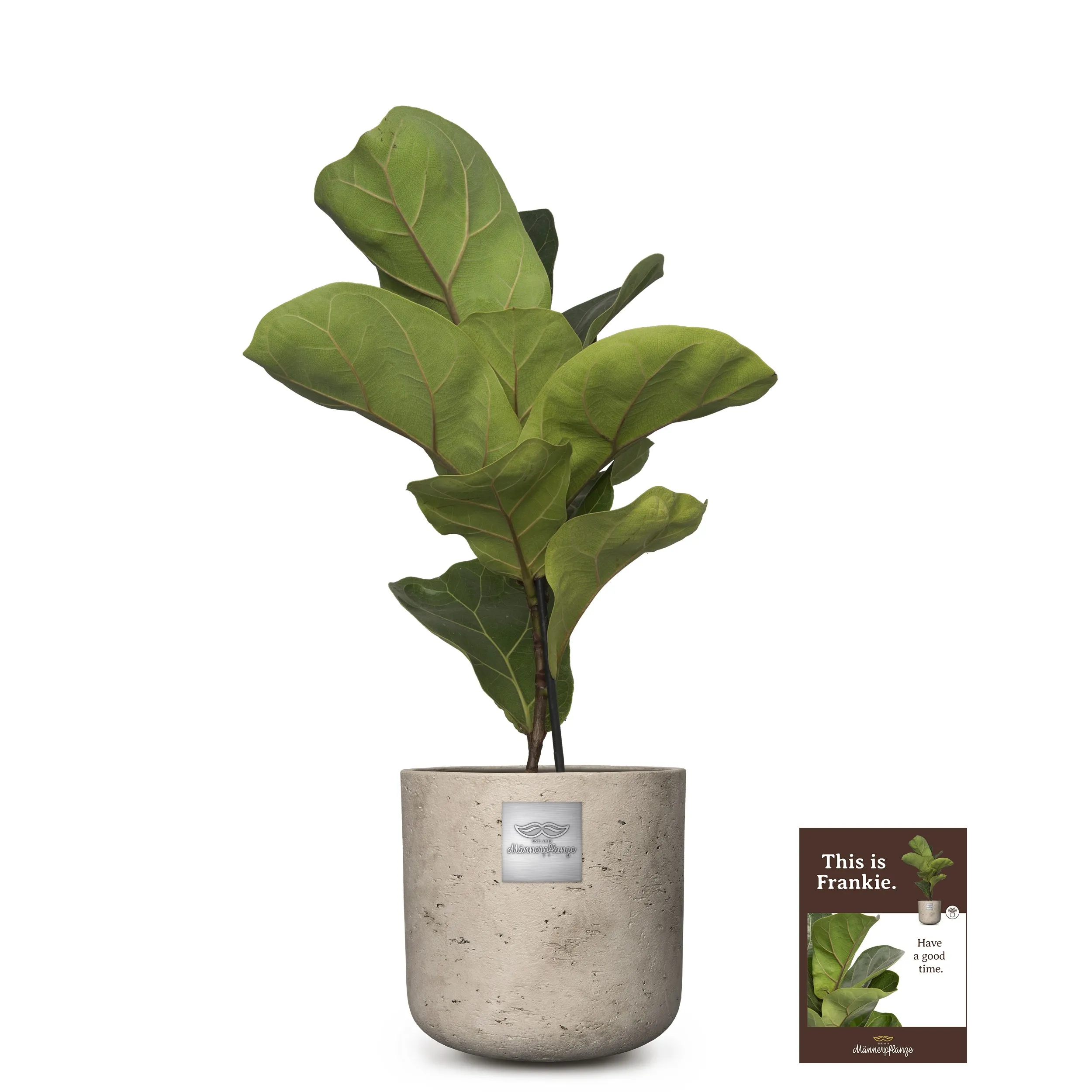 This is Frankie (Ficus lyrata bambino)