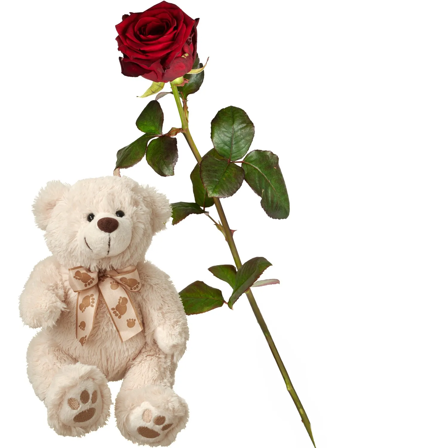 1 rote Rose mit Teddybär (weiss)