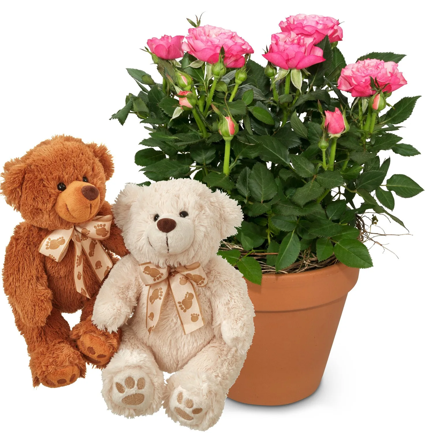 Loving surprise (rose plant without heart) with two teddy bears (white & brown)