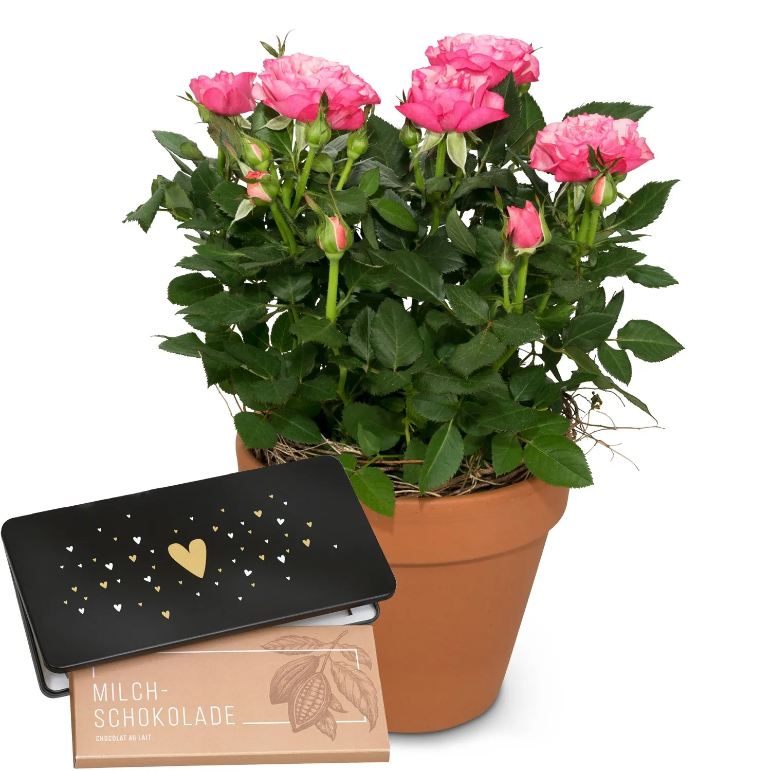Loving surprise (rose plant without heart) with bar of chocolate “Heart“