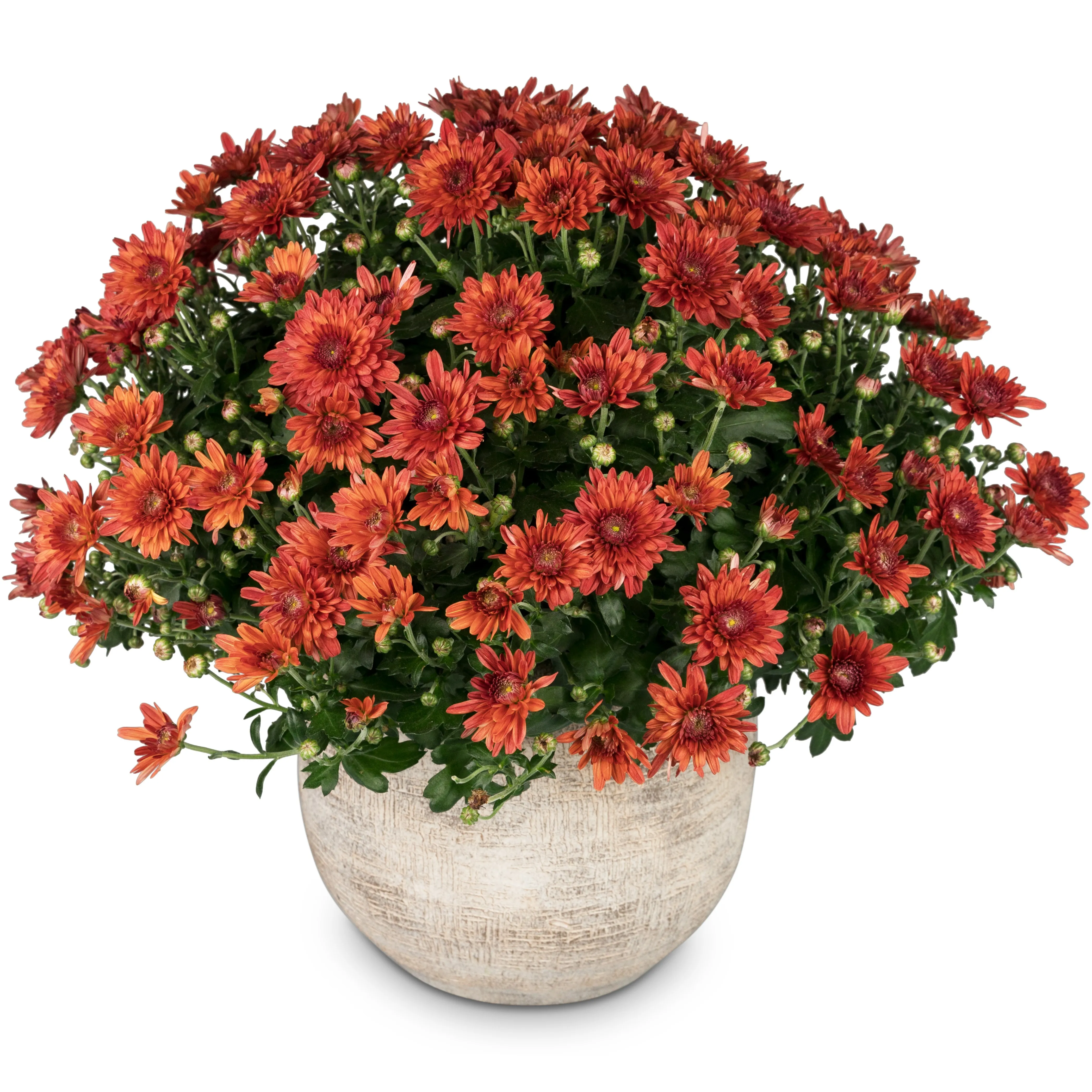 Chrysanthemum (red) in a cachepot