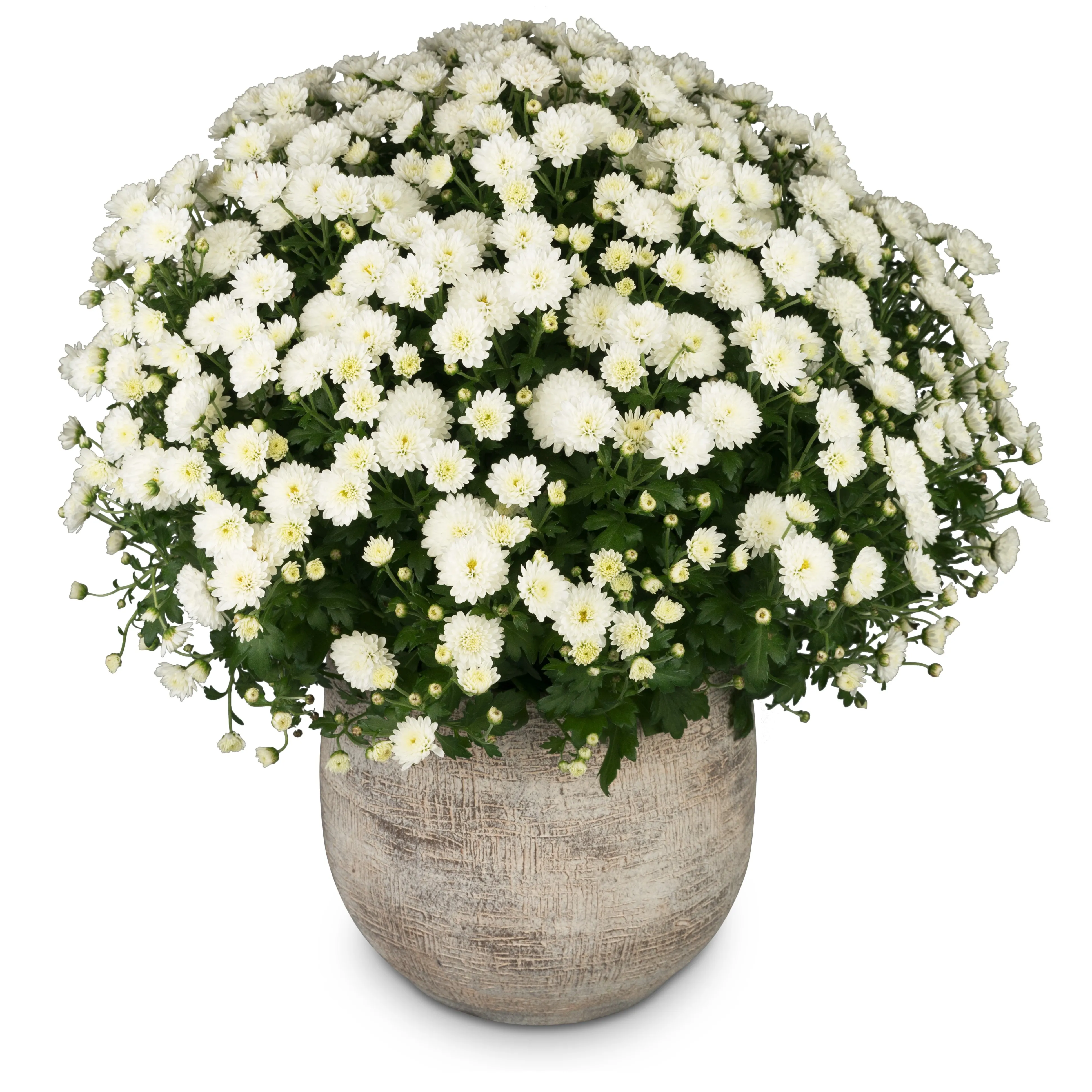 Chrysanthemum (white) in a cachepot