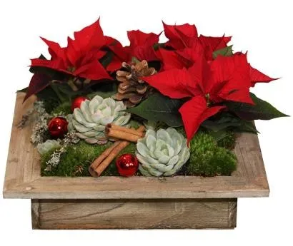Mini-poinsettias with Houseleek