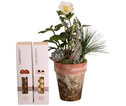 Christmas Rose with Liquorice