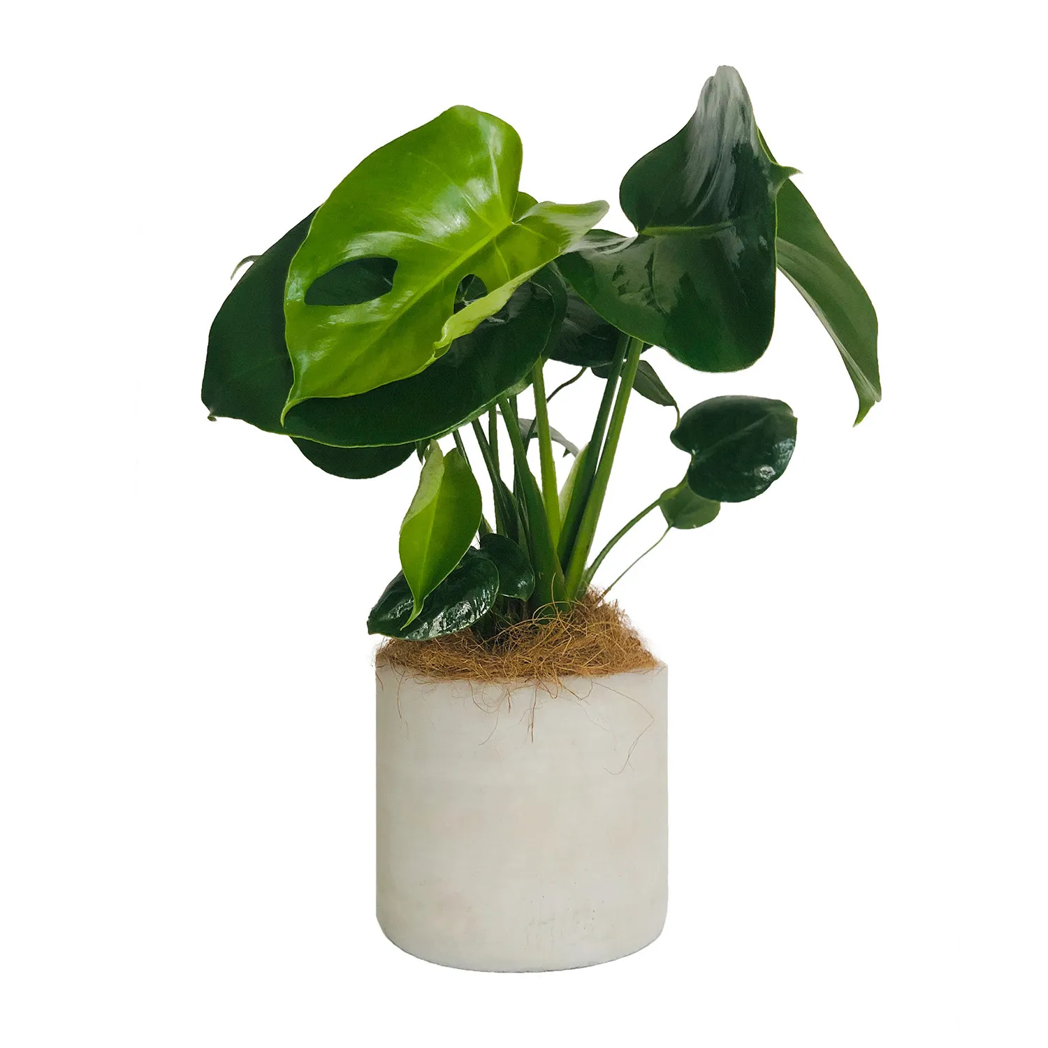Perfect Monstera