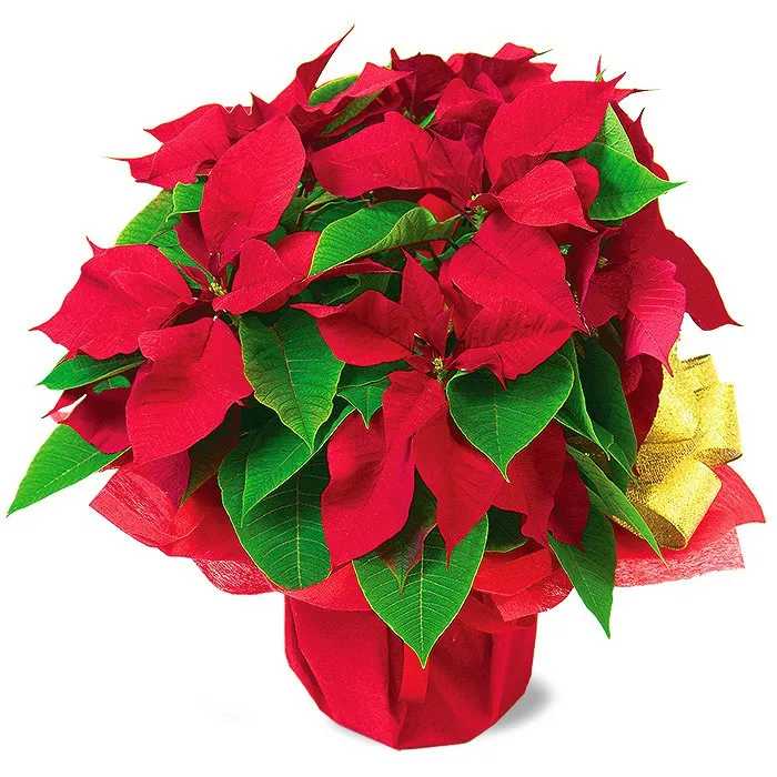 Bethlehem star, flowerpot Bethlehem star, Christmas flower