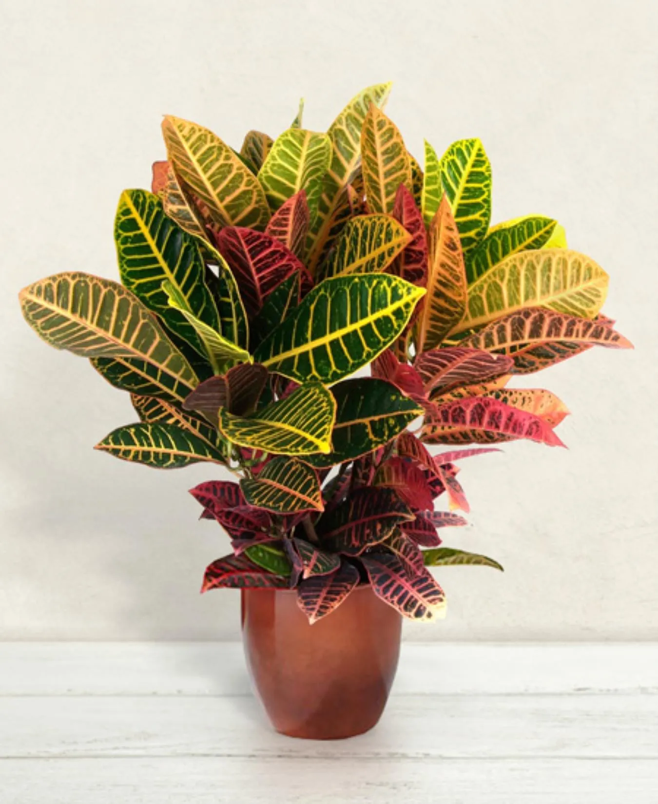 Croton