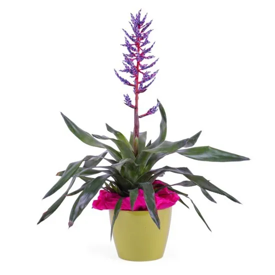 Bromelia