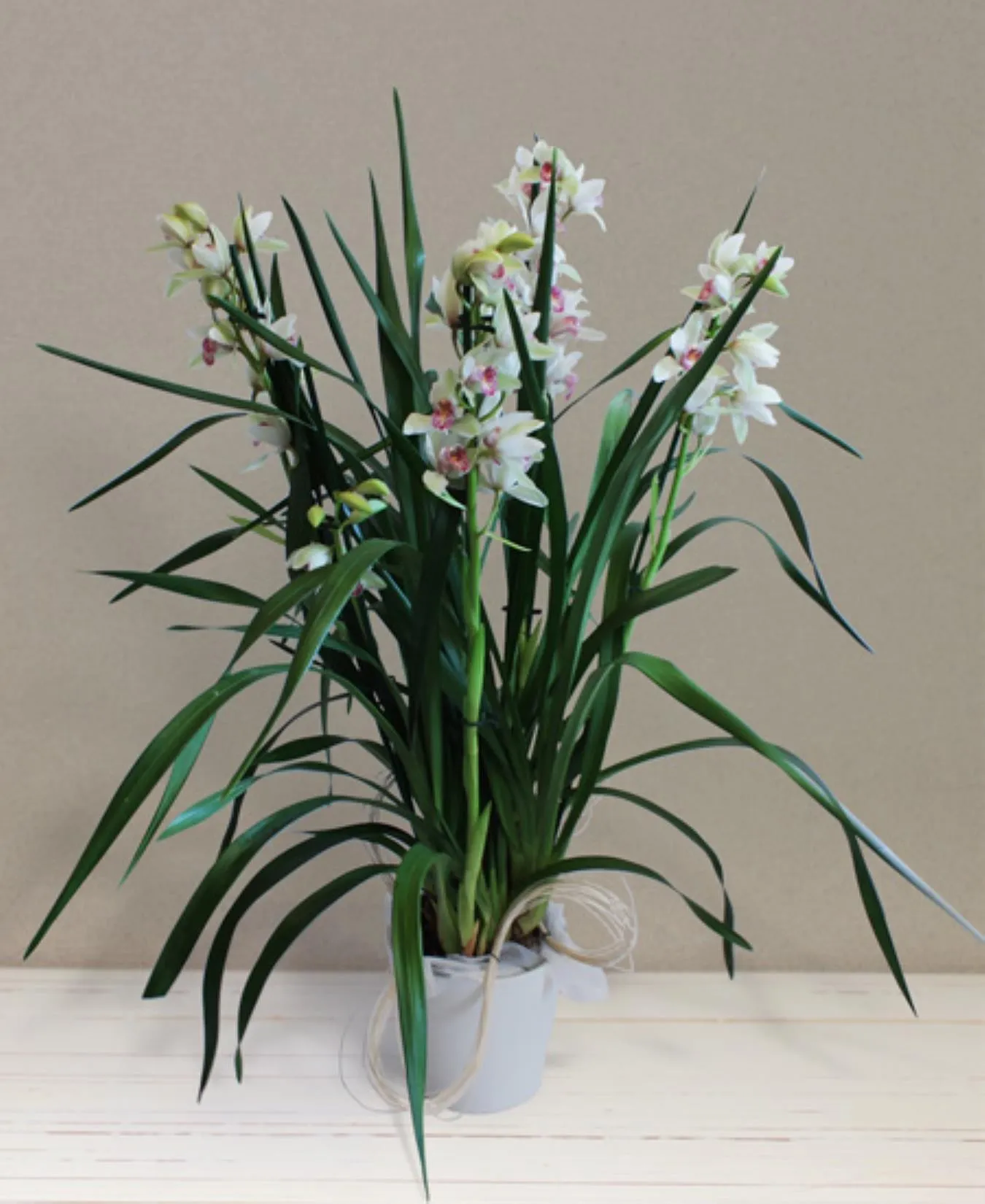 Mini Cymbidium