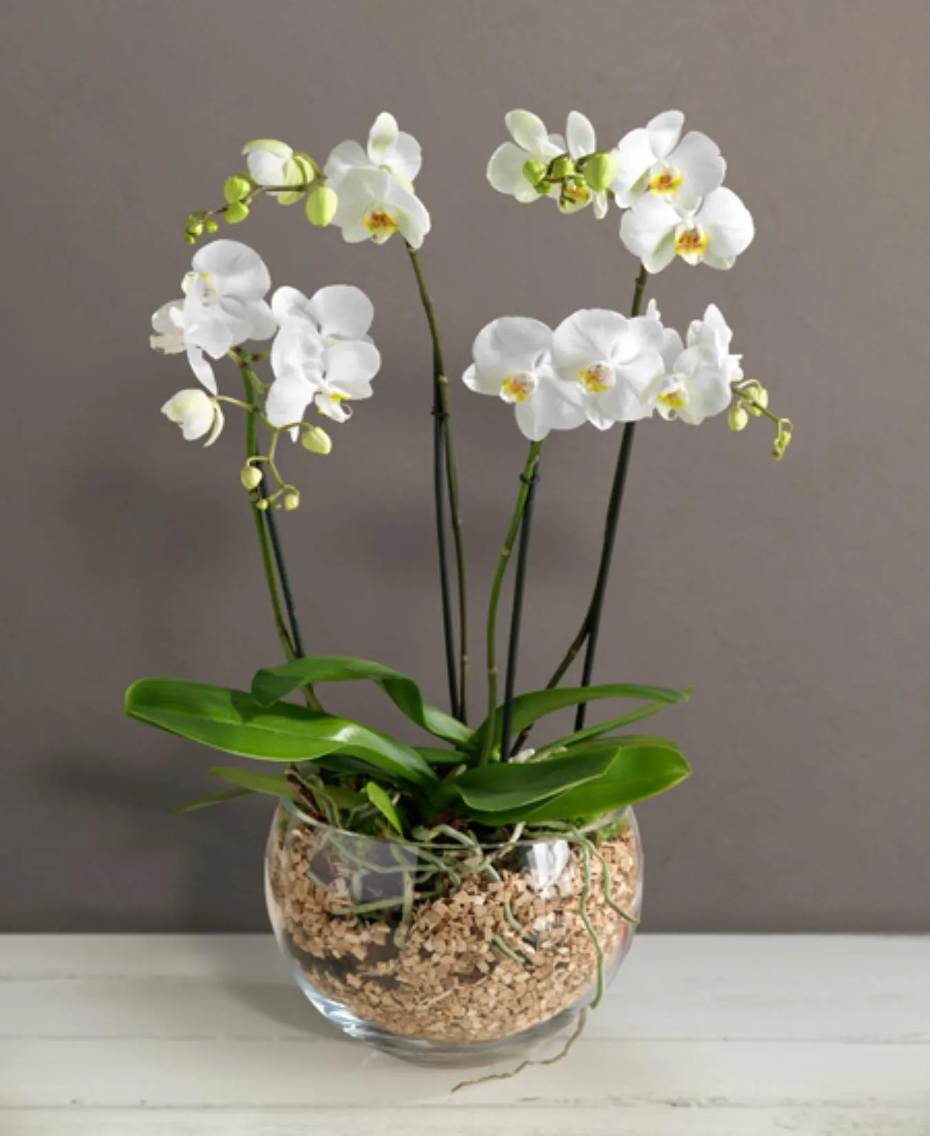 Orchidea w szklanej misce