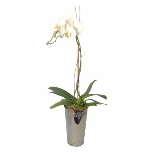 Orchidea w dekoracyjnym wazonie