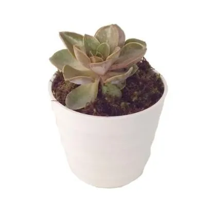 Kaktus w ceramicznym wazonie