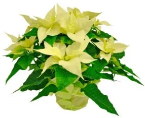Poinsettia