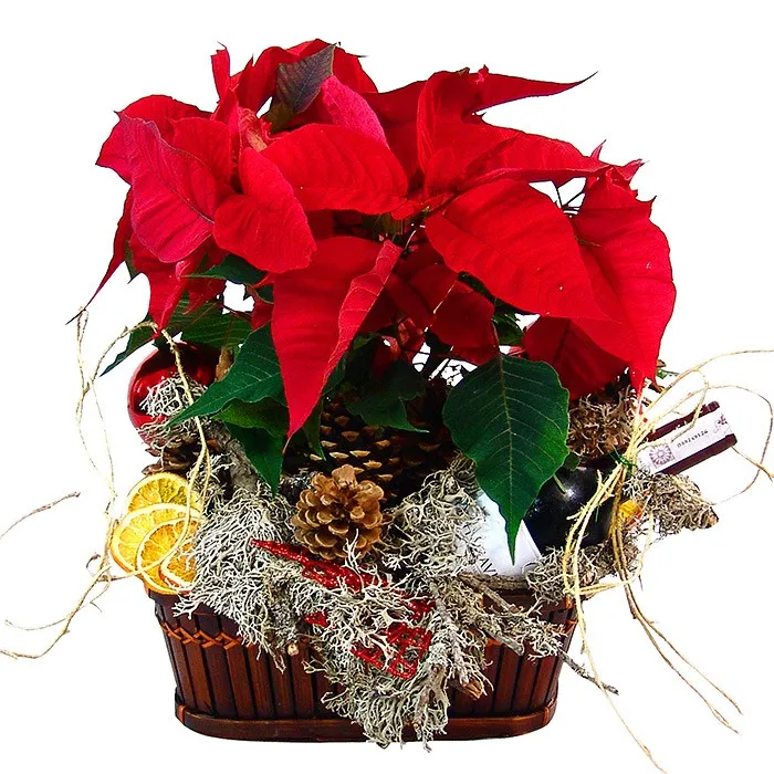 Centrepiece with poinsettia, wine, wine reeds, baubles, cones, moss, dehydration, lemons in a basket, centrepiece with wine,centrepiece for holidays